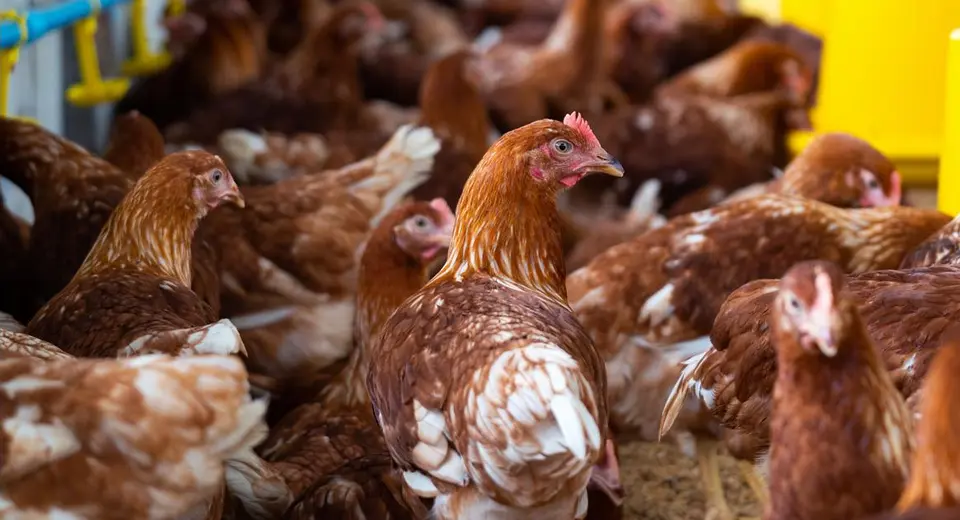 Granja avícola representando aplicações da linha EcoMax